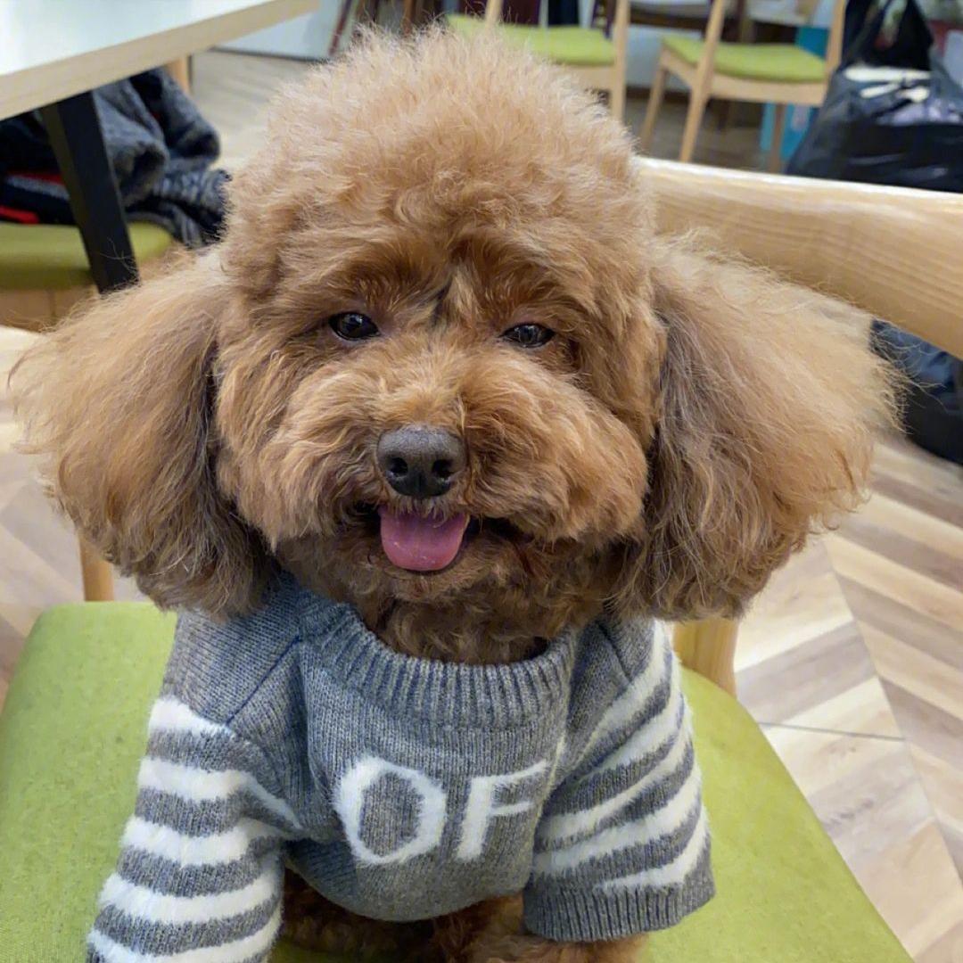 5种宠物店不推荐的狗便宜又好养,这3种狗很可怕有钱都不建议养