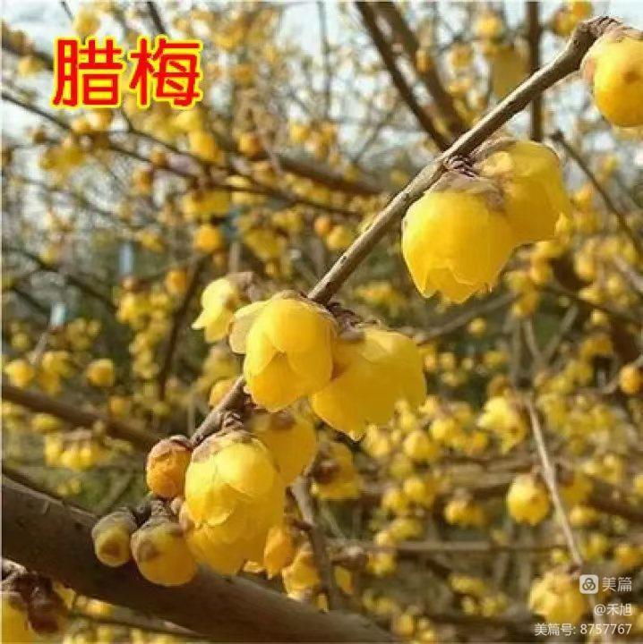 无端却被梅花恼特地吹香破梦魂,无端却被梅花恼