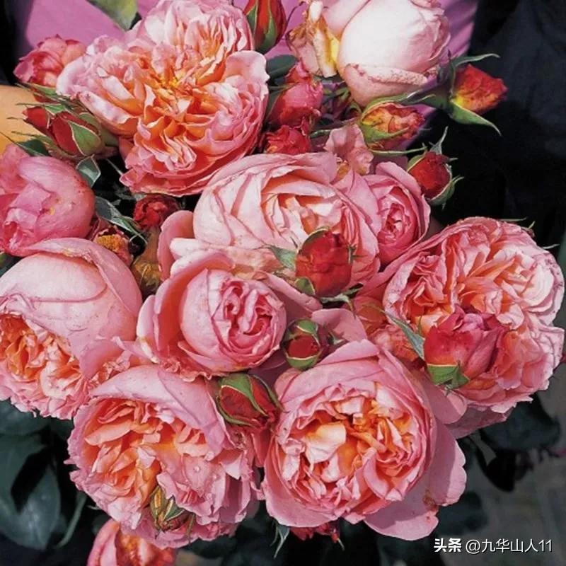 黄色系藤本月季哪个品种好,适合海南种的藤本月季品种