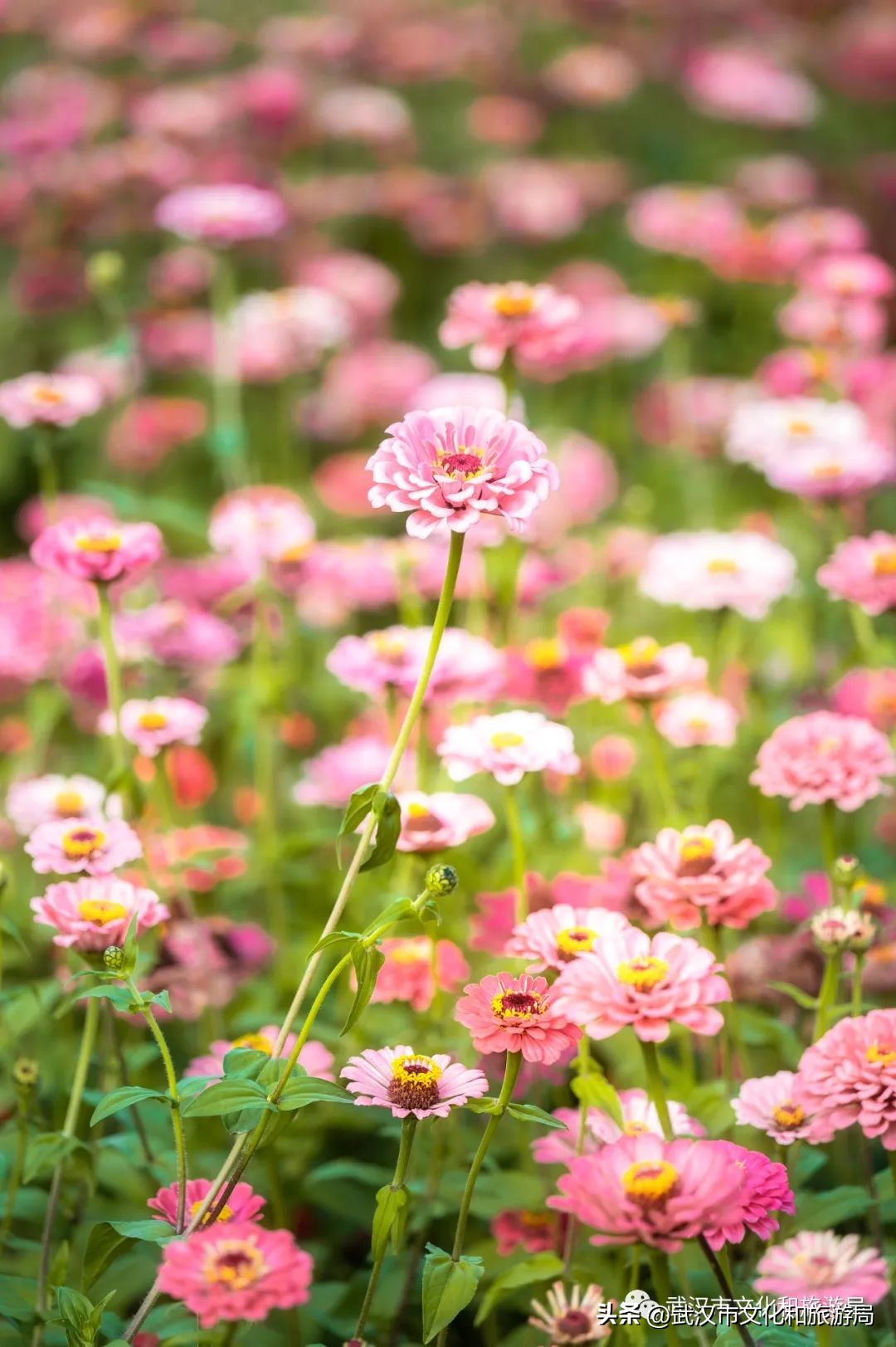 汉口江滩即将迎来百亩花田花海,汉口江滩紫色花海