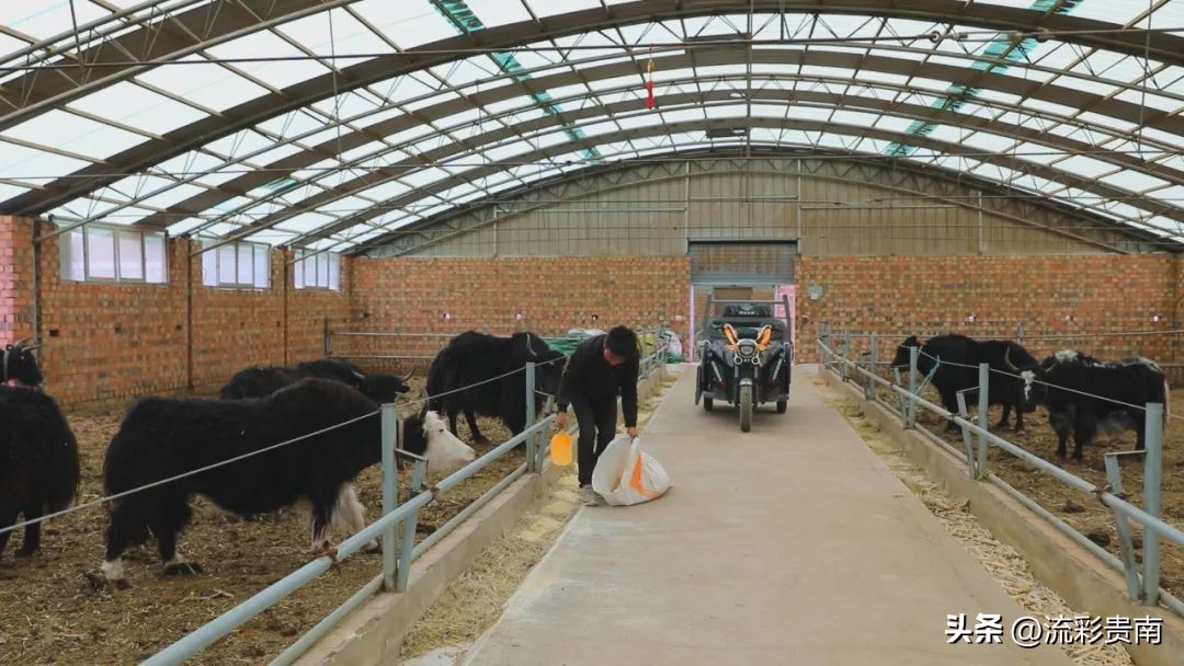 畜牧养殖助推乡村振兴工作,乡村振兴畜牧业