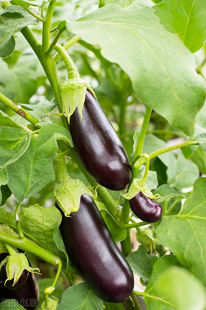 阳台种茄子种植方法 (阳台种茄子怎样才能长好)