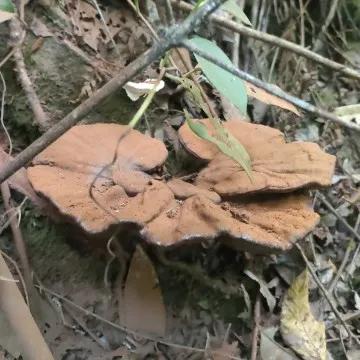 野生灵芝和种植灵芝的区别,野生灵芝与种植灵芝药用效果