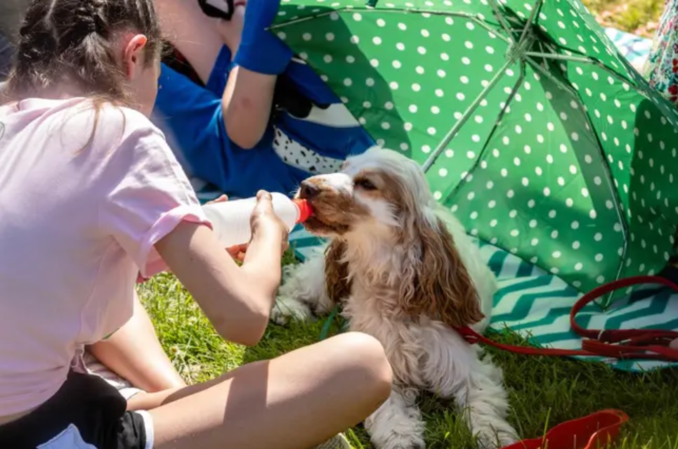 英国40度！法国40度！西班牙40度！这么热还没空调，猪都要涂防晒