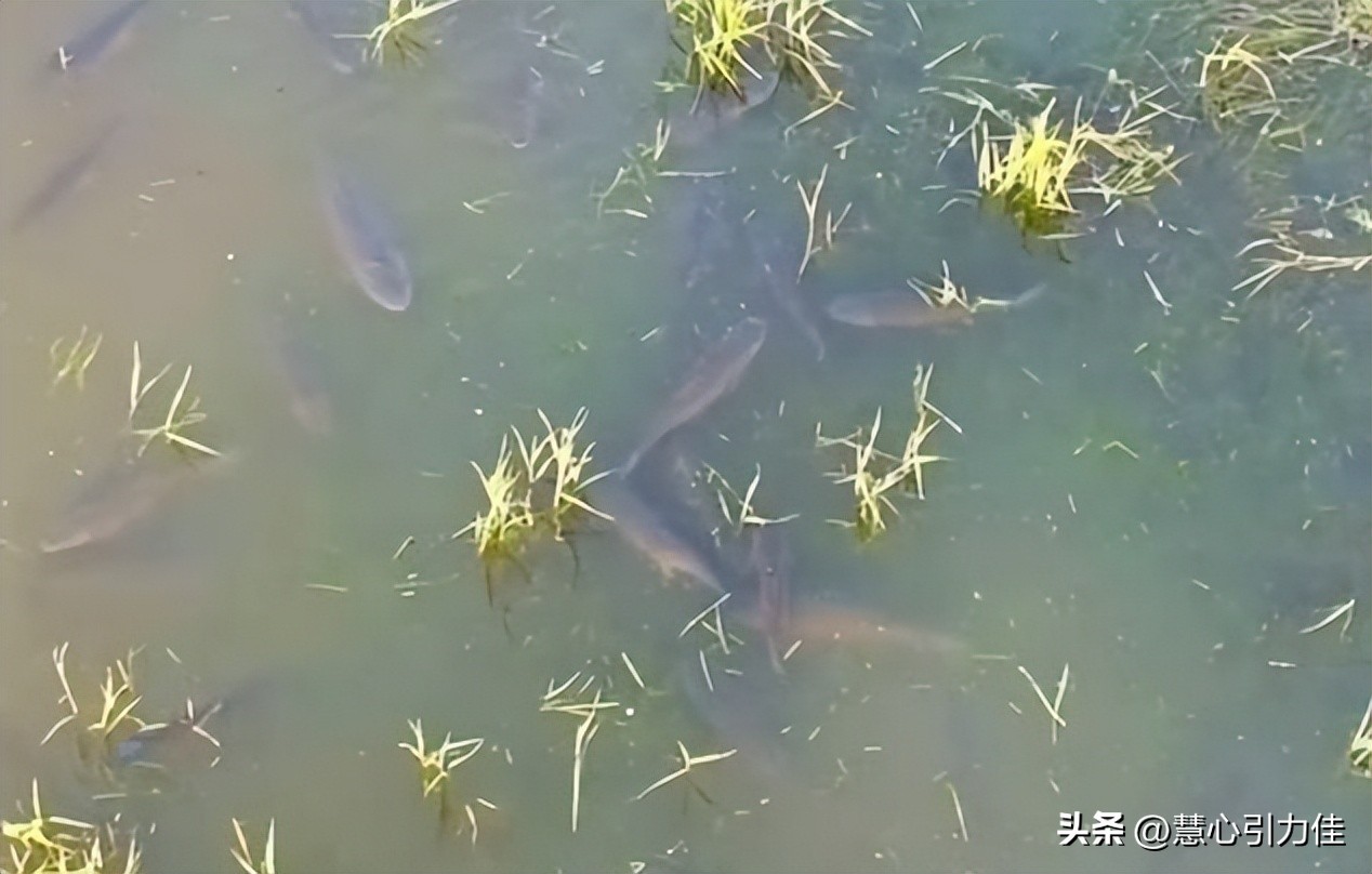 三峡大坝里最大鳡鱼,三峡大坝鱼群画面里部分大鳡鱼