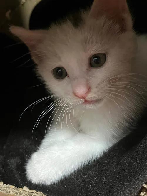 常见中华田园猫介绍,健康的田园猫有什么特征呢