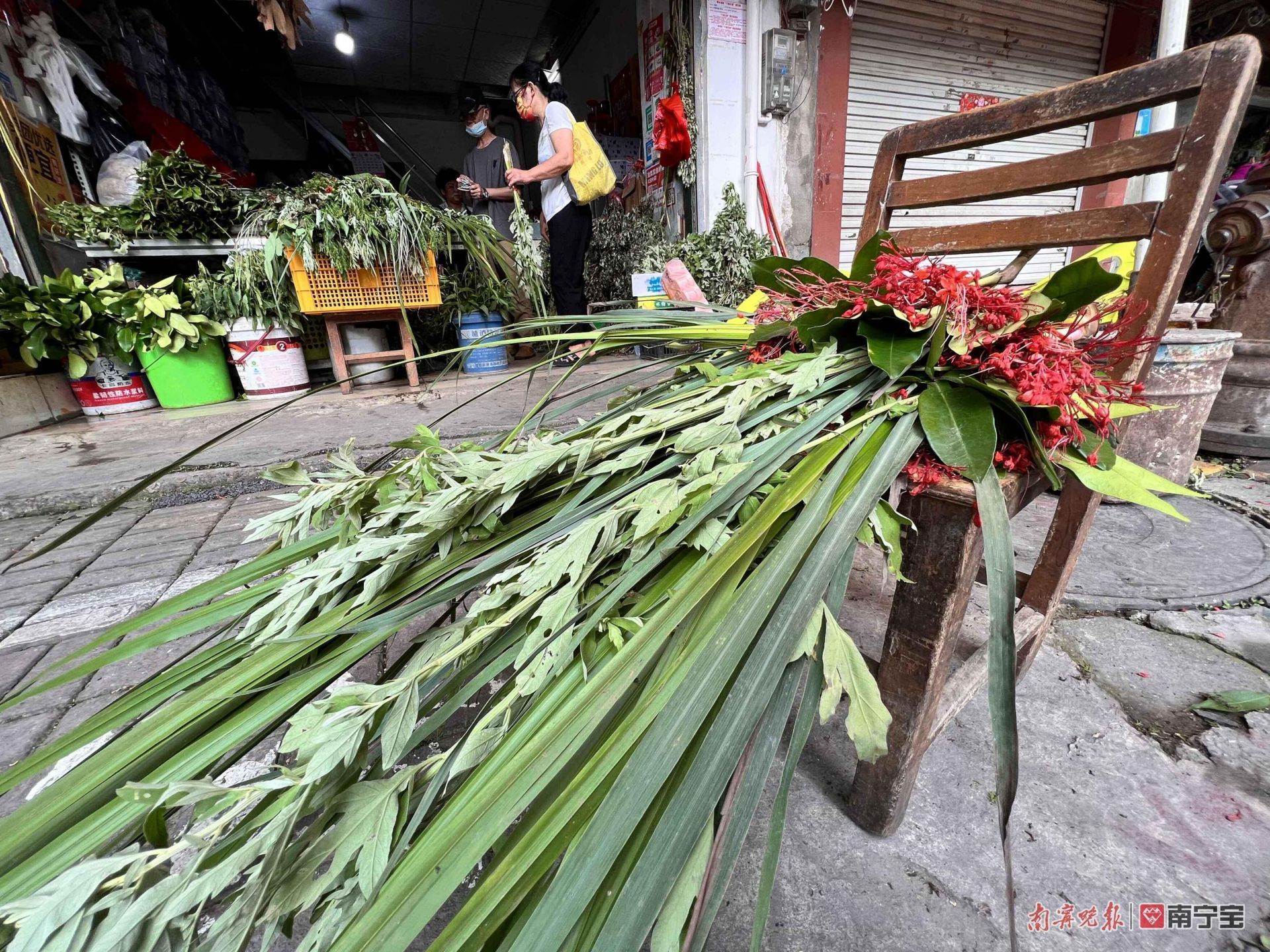 邕城印记图片,邕城印记兰花篇全文