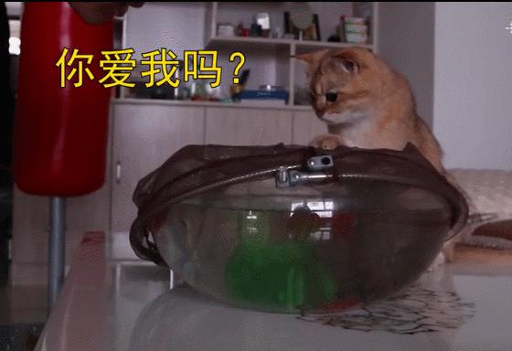 我家猫尿进了洗衣篓里，我爸为了包庇猫说，是他尿的···