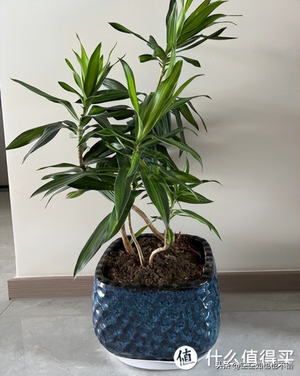 装修室内除甲醛用什么绿植,室内装修除甲醛有什么绿植