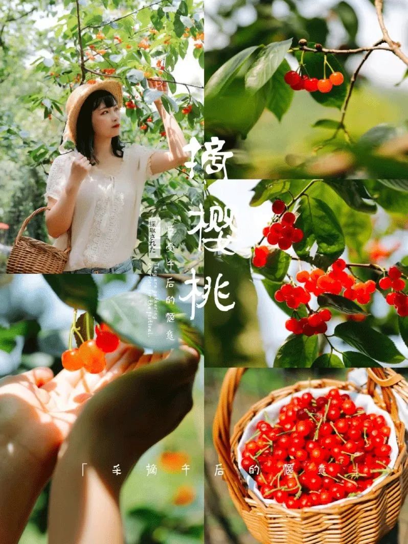 四川哪里可以采摘樱桃,成都周边摘桃攻略