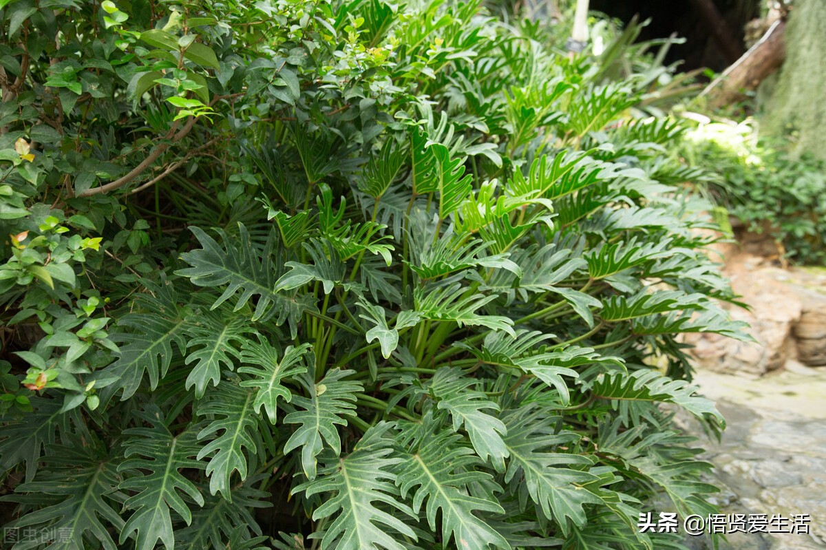适合室内养耐阴的小型观赏花,好养的喜阴花有哪些室内
