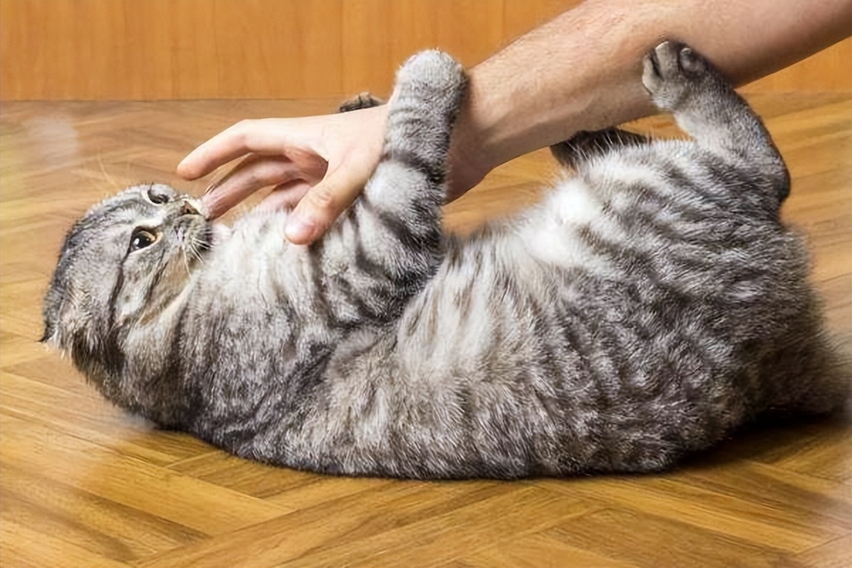 猫咪高冷不亲人,猫咪高冷怎么养活它