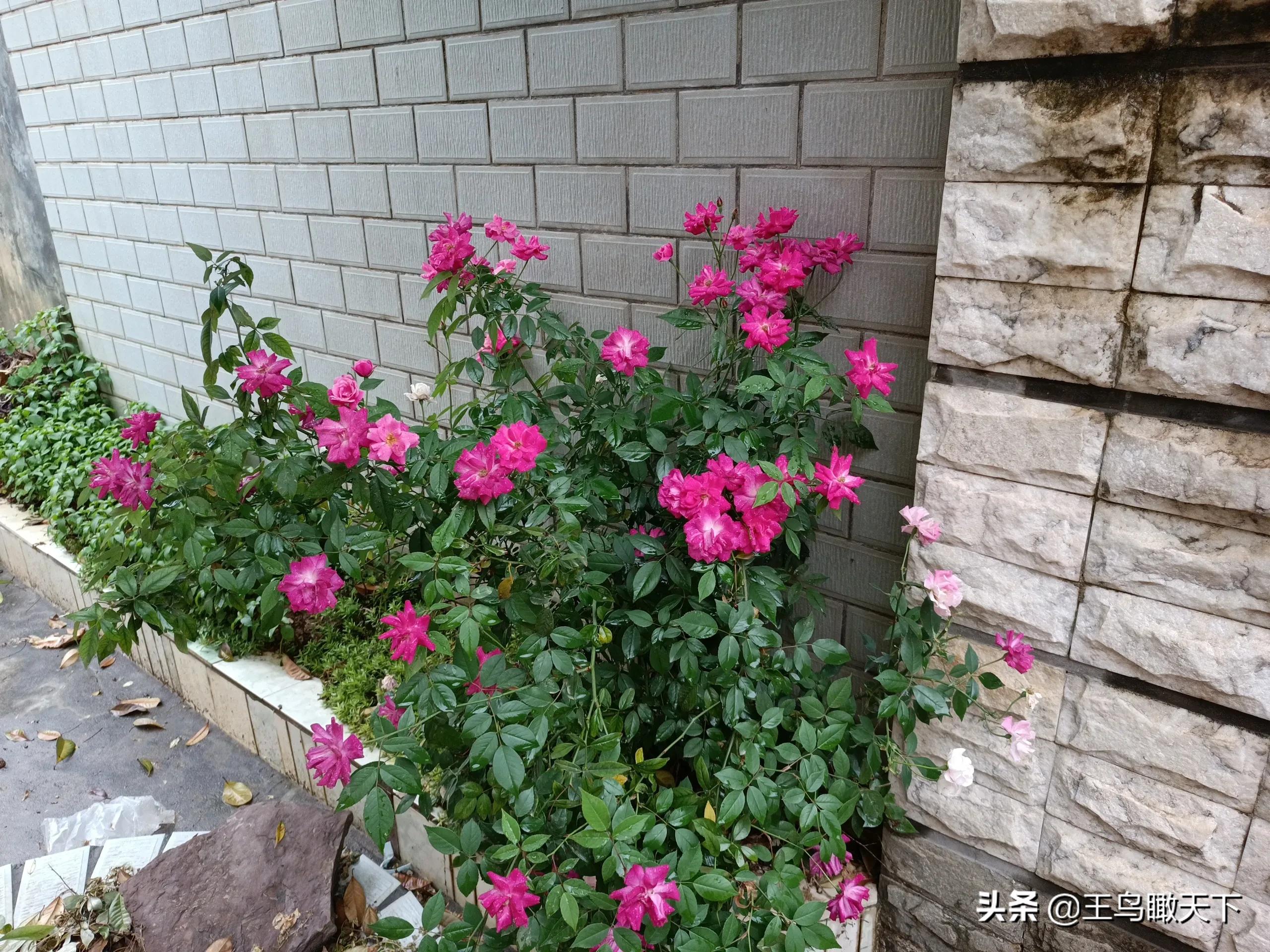 从门口到窗户只有七步,从门口到窗户只有七步原文