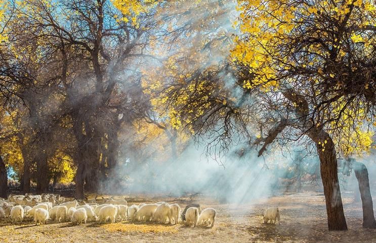 额济纳胡杨林4天攻略,游额济纳胡杨林攻略