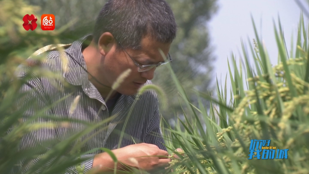 你好我的城|稻香