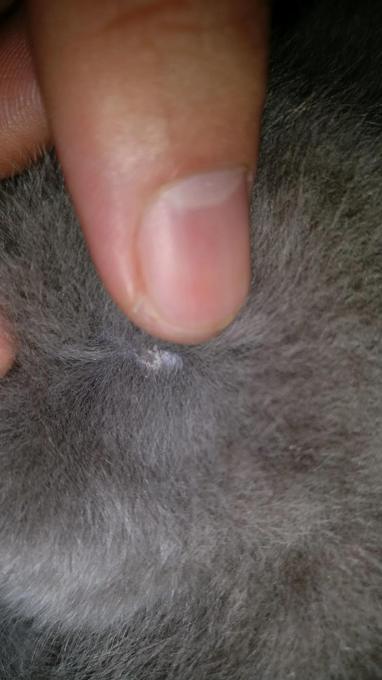 狗子得皮肤病了口服什么药,狗子得皮肤病怎么治