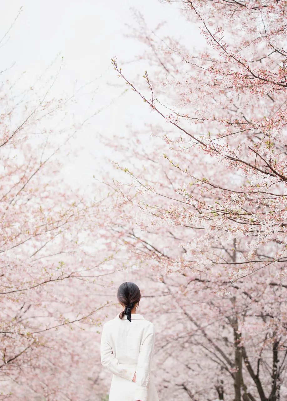 贵州安顺平坝万亩樱花园,安顺平坝樱花园面积有多少