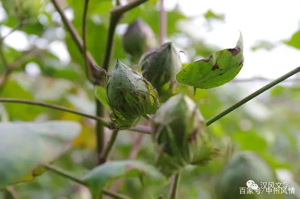 棉田记事：棉花不是花，但它比鲜花更美