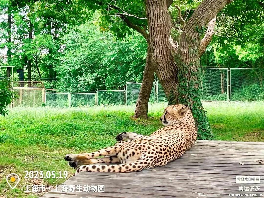 上海野生动物园和上海动物园,上海野生动物园过年营业时间
