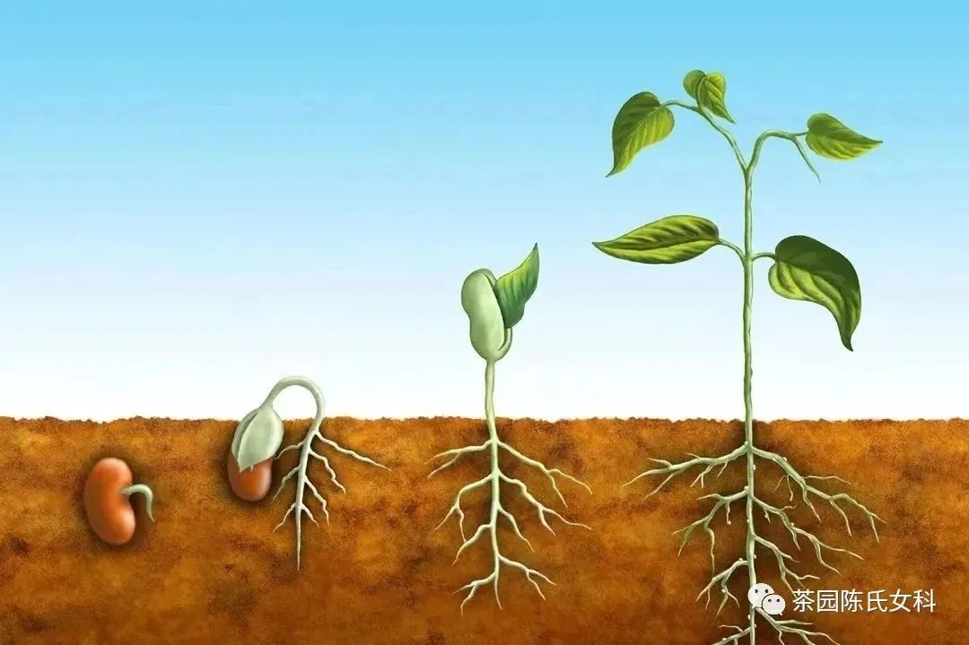 为什么看不孕都要先监测排卵,看不孕需要做宫腔镜检查吗