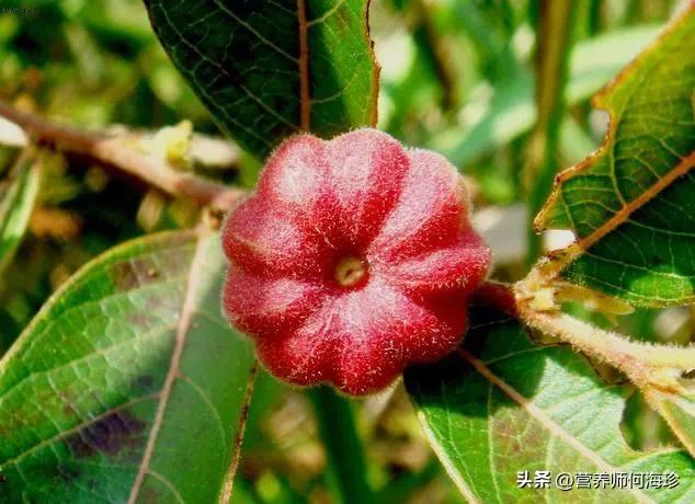 算盘子下山桩盆景,算盘子盆景有收藏价值吗