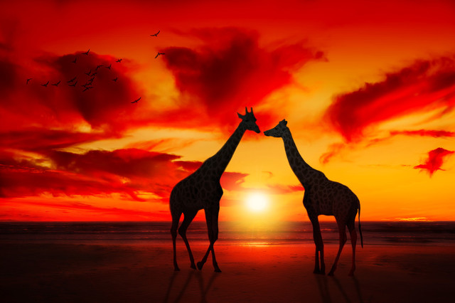 十二星座和什么星座配对最合适呢,十二星座恋爱最佳配对