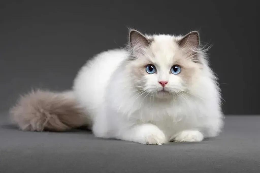 新手养猫品种推荐,seventeen养猫品种