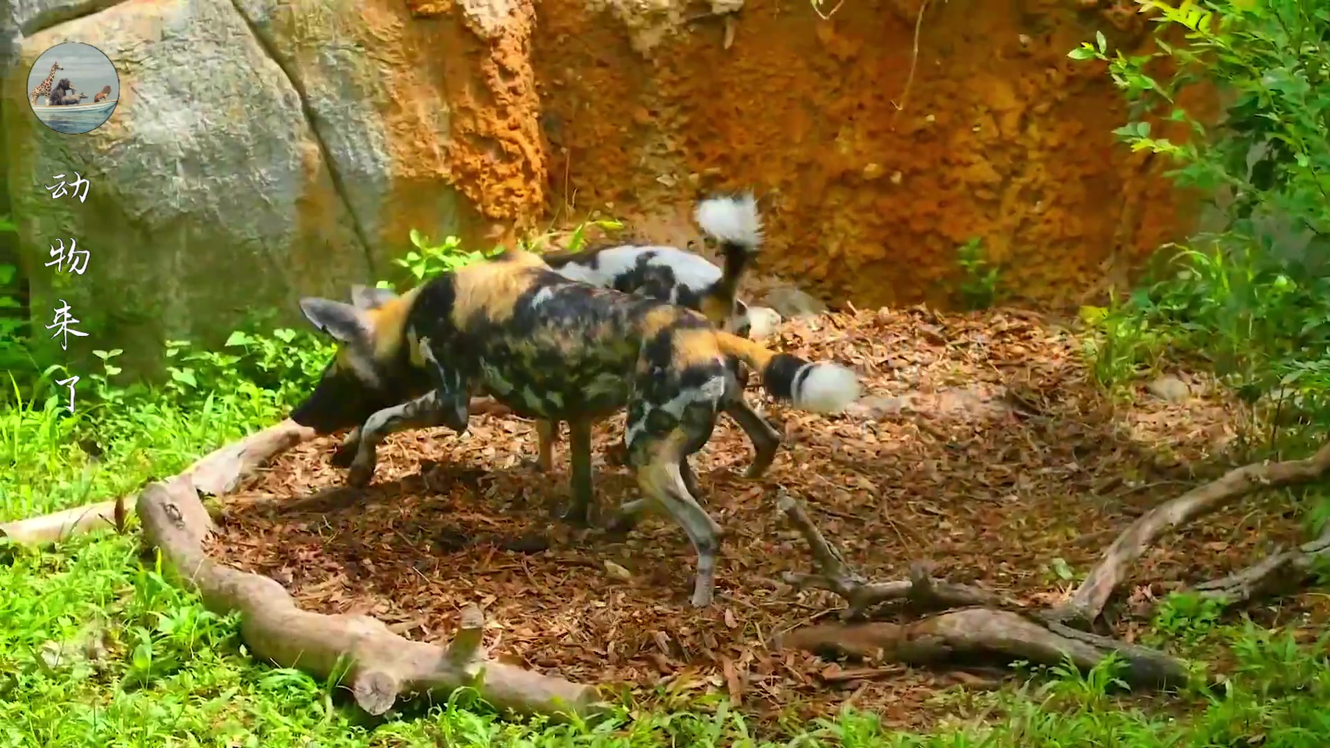 非洲野狗战斗力强悍，一只干掉五十狒狒，但也被人类干掉不少