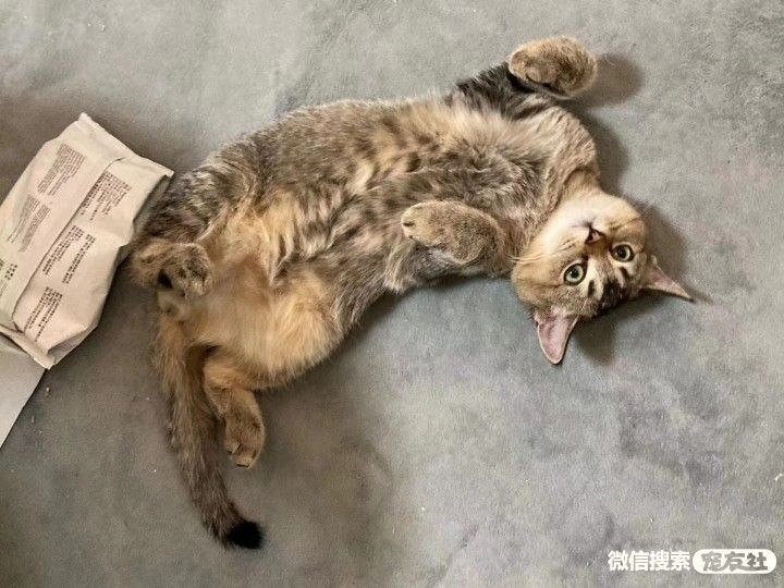 附近宠物店免费领养同城,猫狗领养平台免费赠送狗狗