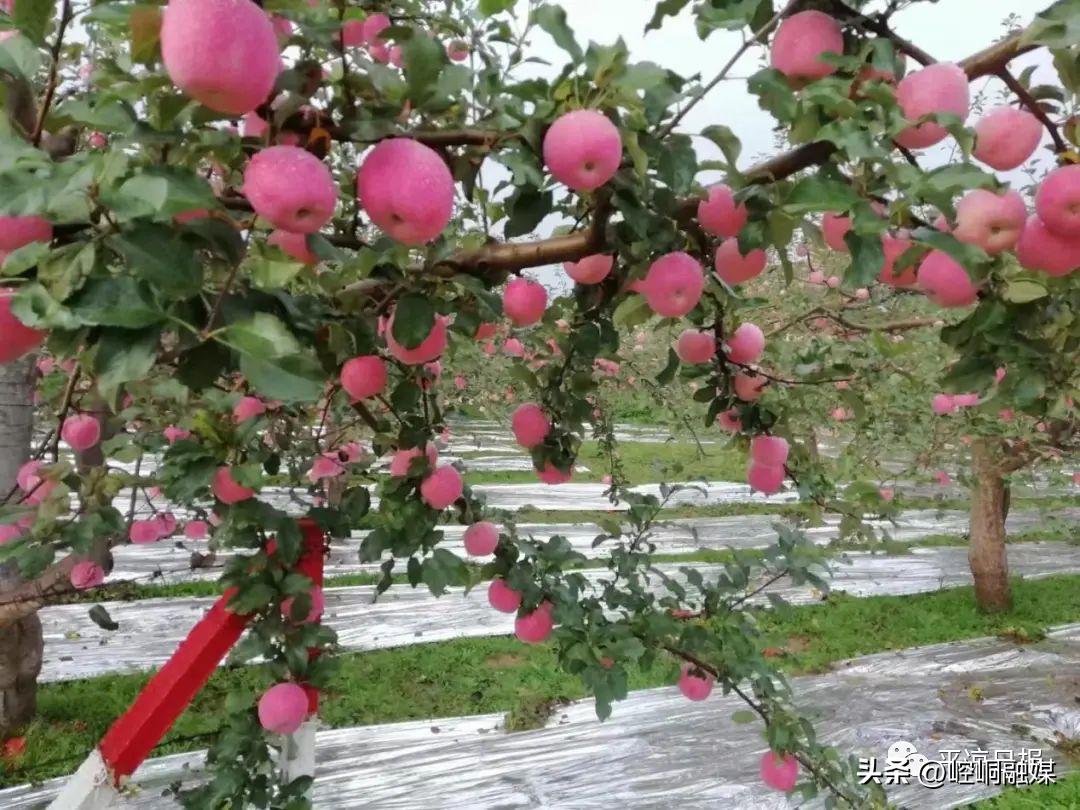 平凉泾川足球赛,泾川对崆峒足球赛