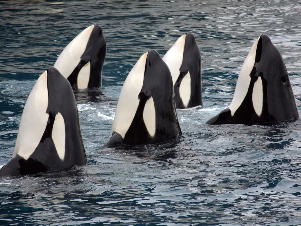 鲨鱼为什么会被虎鲸撕咬,当鲨鱼被针对