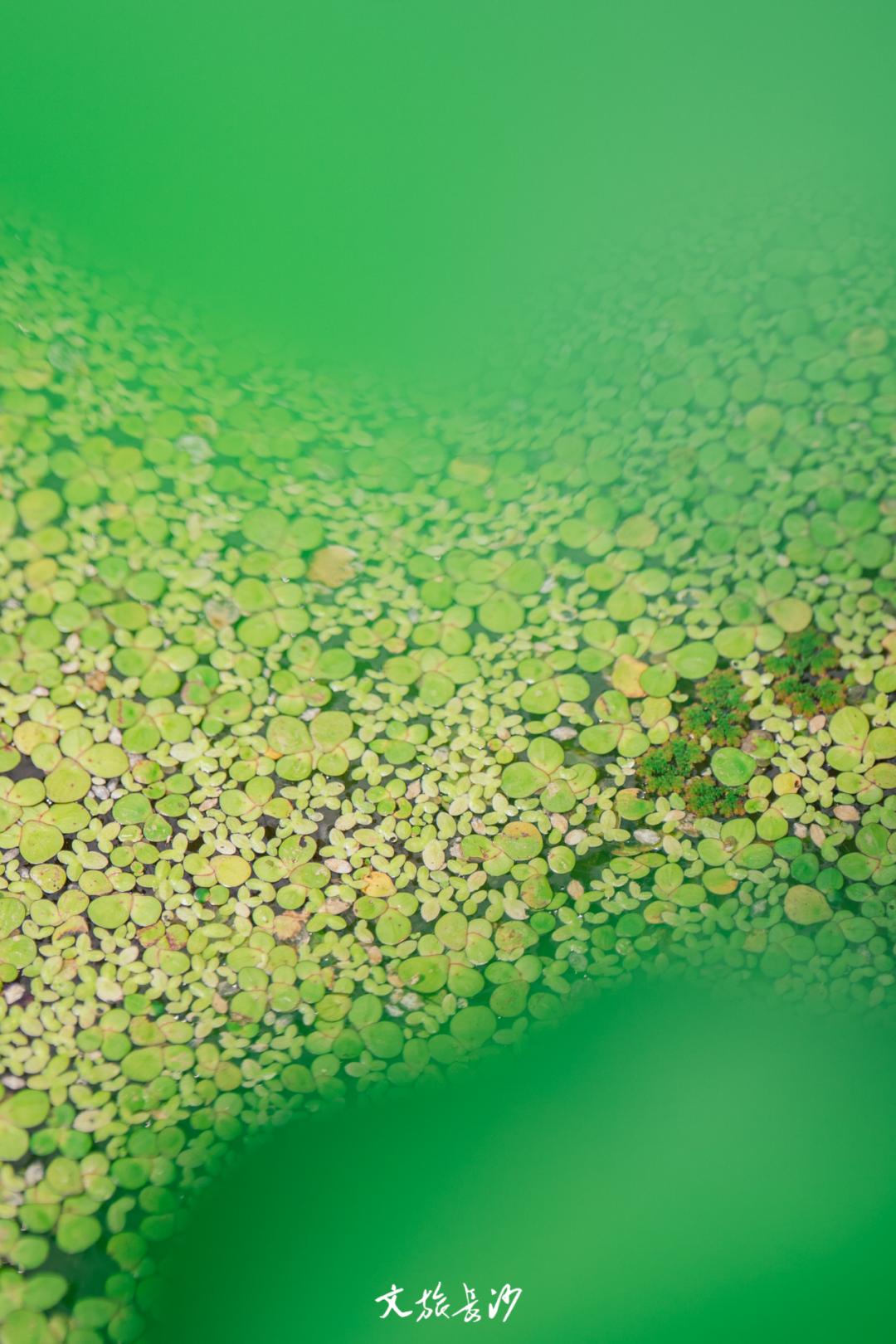 长沙赏秋去哪里,长沙第一波赏荷地图