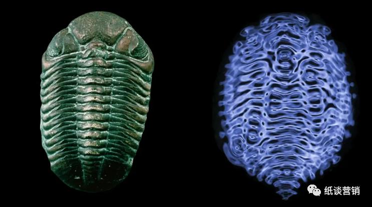 详解十二生肖中五行,详解十二地支所代表的含义