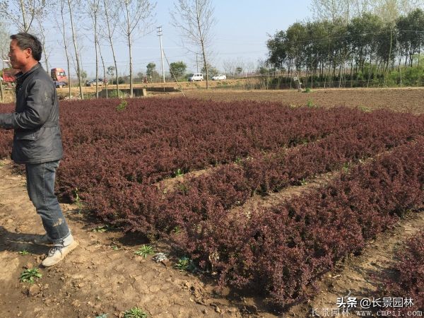 红叶小檗紫叶小檗的价格,红叶小檗幼苗批发基地