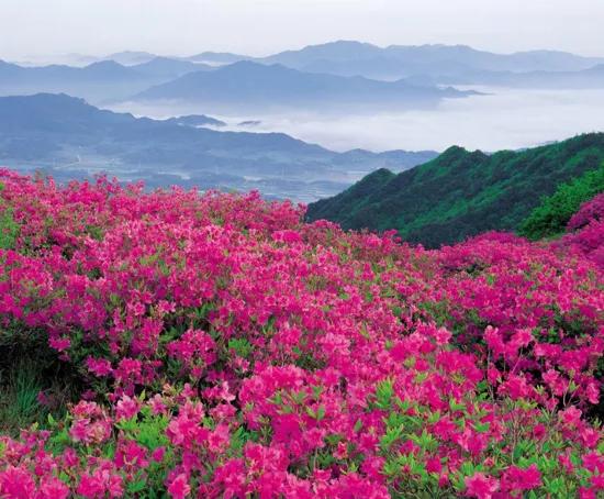 考不上“大小一六八”别泄气，“三朵金花”同样助您考上好大学