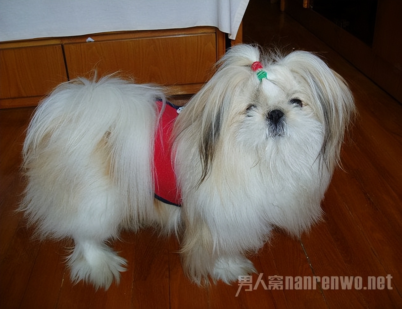 什么品种的狗狗适合有孩子家庭养,狗狗品种大全及图片拉布拉多