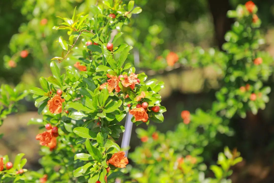 美丽邹庄“乐”翻了!