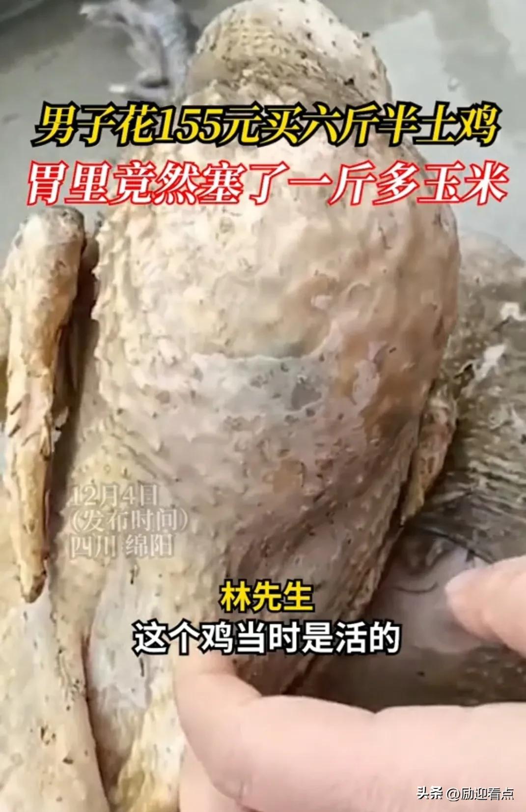 6斤半土鸡胃里塞了一斤多玉米,顾客买6斤半土鸡胃里塞1斤多玉米