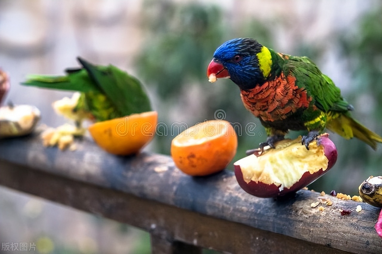虎皮鹦鹉不吃水果和蔬菜怎么办,鹦鹉为什么不吃蔬菜和水果