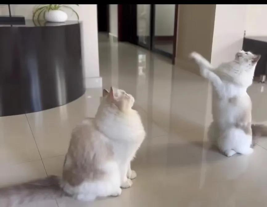 猫咪祖先长什么样,猫咪的祖先是怎么被人征服的