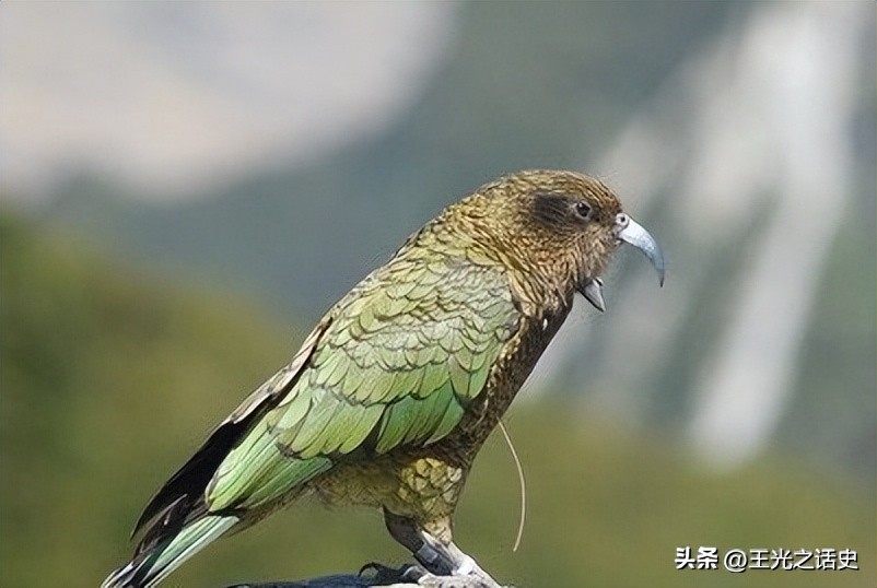 孤悬海外的新西兰,闷声发大财的最好代表