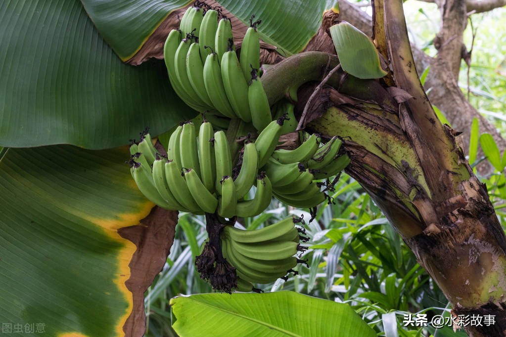 香蕉banana的由来,香蕉banana是啥