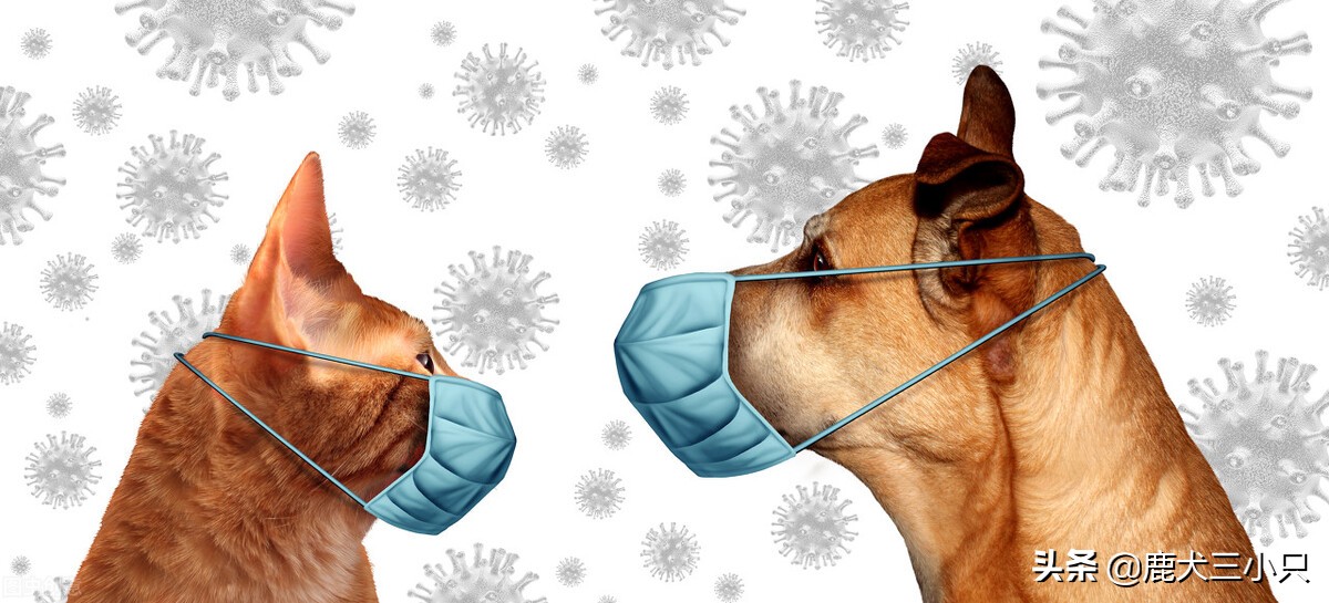 怎么注意狗狗呼吸道疾病,狗狗肠胃疾病吃什么药会好