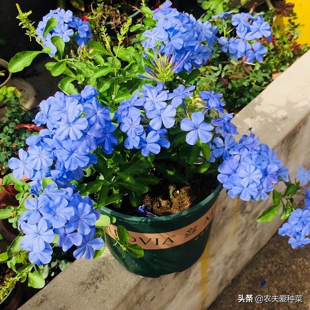 喜阴耐旱适合室内养的50种花,被公认阳台冬天最好养的10种花