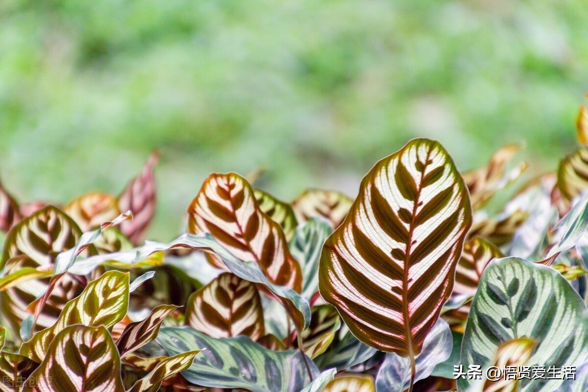 哪种绿色植物是最有效吸甲醛的,刚装修好的新房种什么植物去甲醛