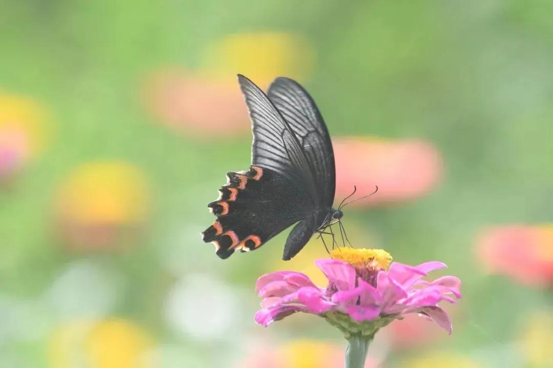 人生几何笑看花开花落,人生几何不过花开花落