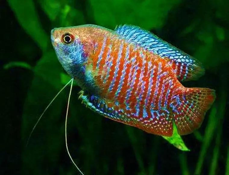 魔鬼刀鱼适合新手养吗,特别适合新手养的鱼