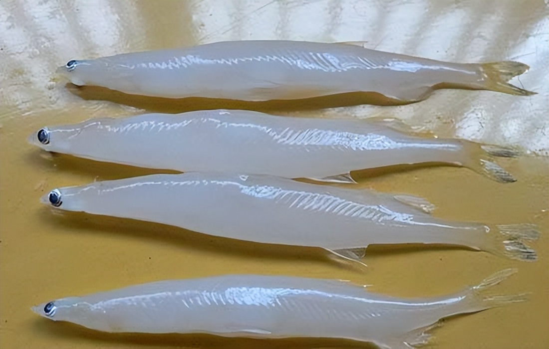 七种不一样的鱼图片,各种鱼的区别方法图解