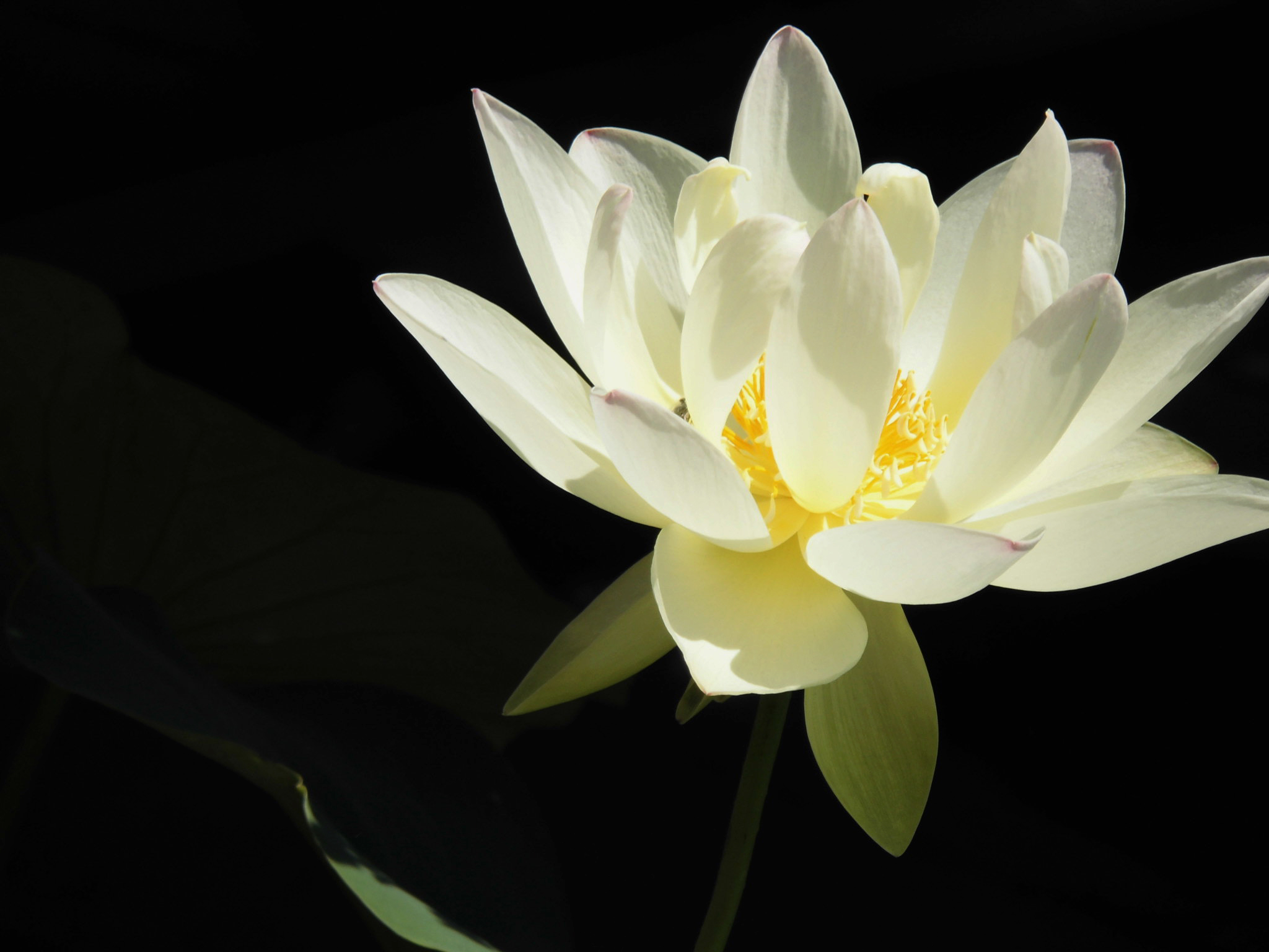 关于荷花的唯美诗句,古人赞美荷花的诗句