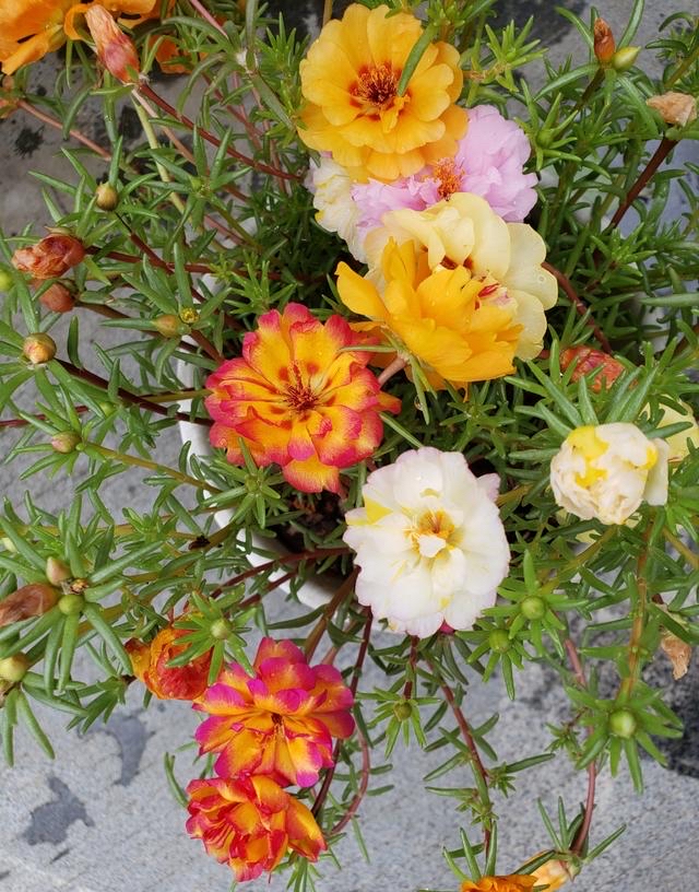 专为懒人养的5种花开花不断,4种不用花钱买的盆栽